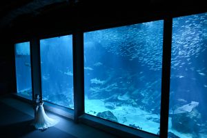 マリンワールド海の中道水族館 | 水族館フォトウェディング