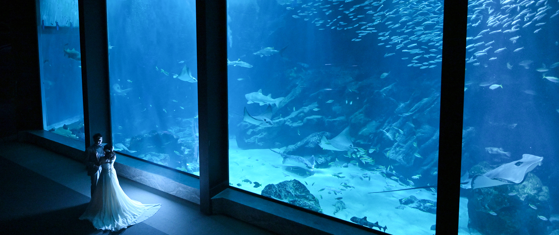 フォトウェディング・前撮り専門スタジオフィール | 結婚が決まったらピュアナビ【PURE-NAVI】